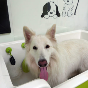 German Shepherd in bath