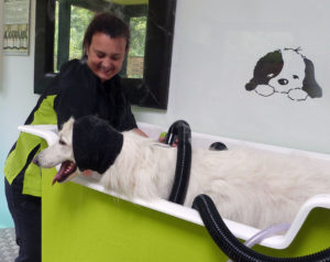 German Shepherd in happy hoody with Owner of Grooming On The Green
