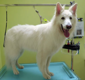 German Shepherd on Table